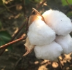 India's organic cotton production will increase: Year 2020-21